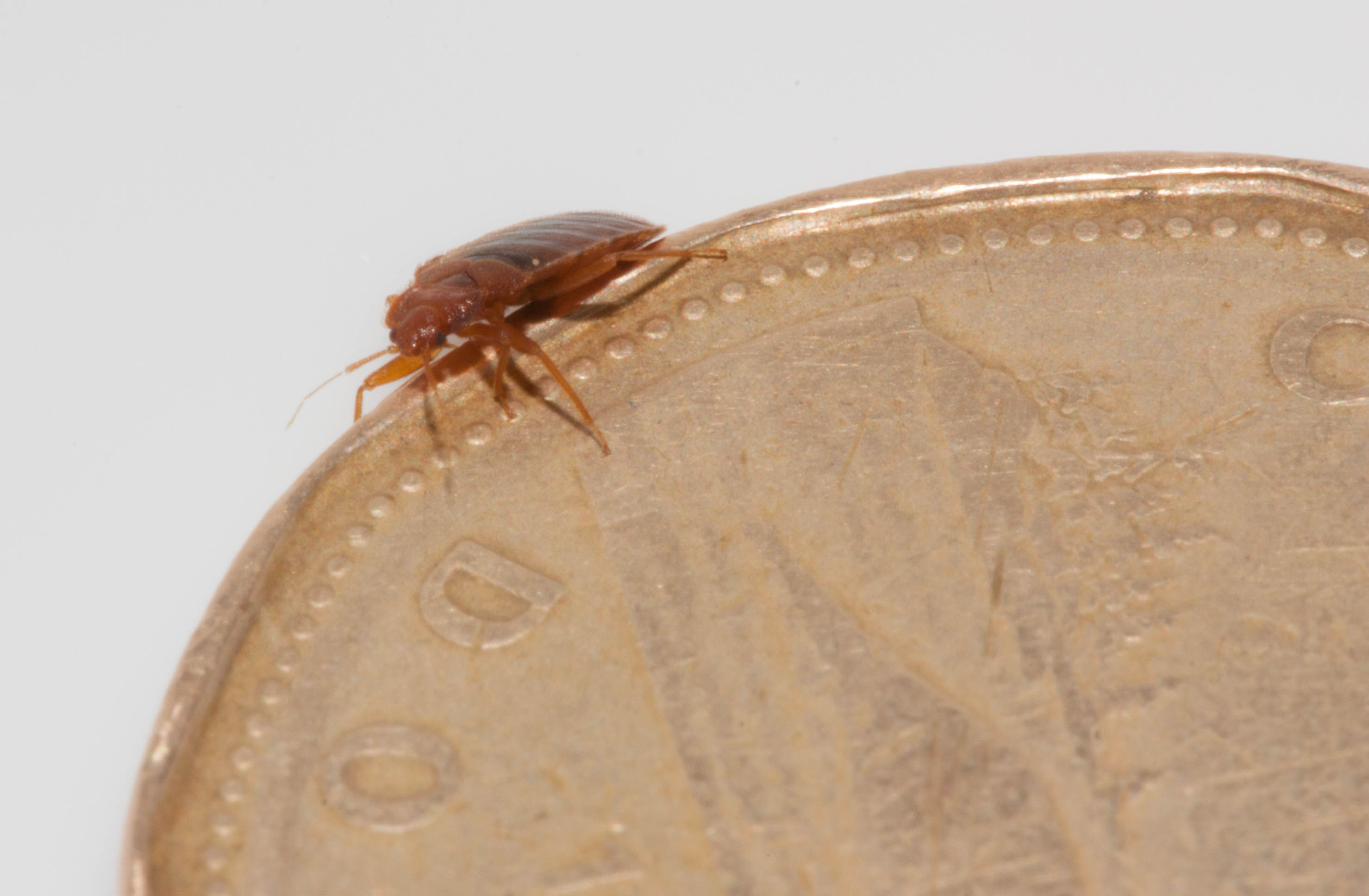 Bed Bug Pictures 55