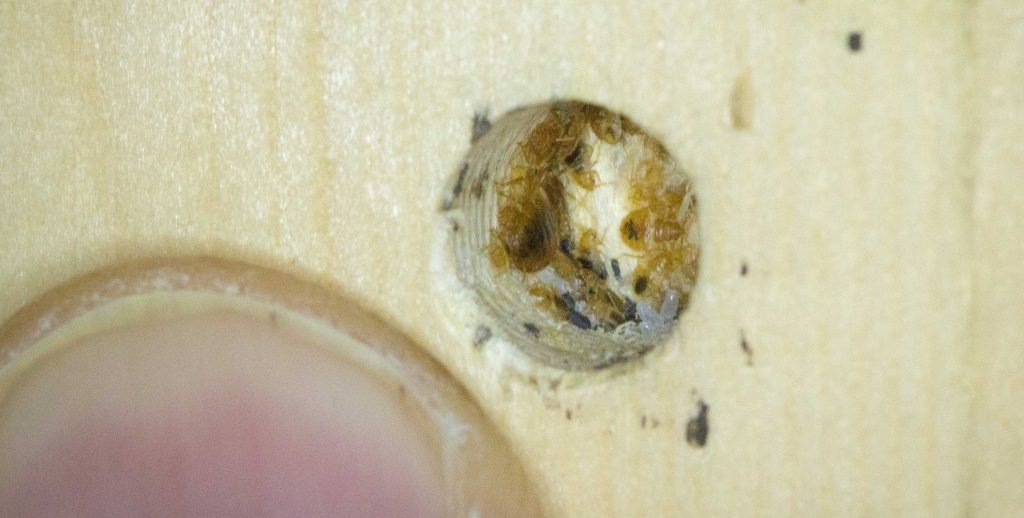 Bed Bug Nests in a hole in a Bunk Bed