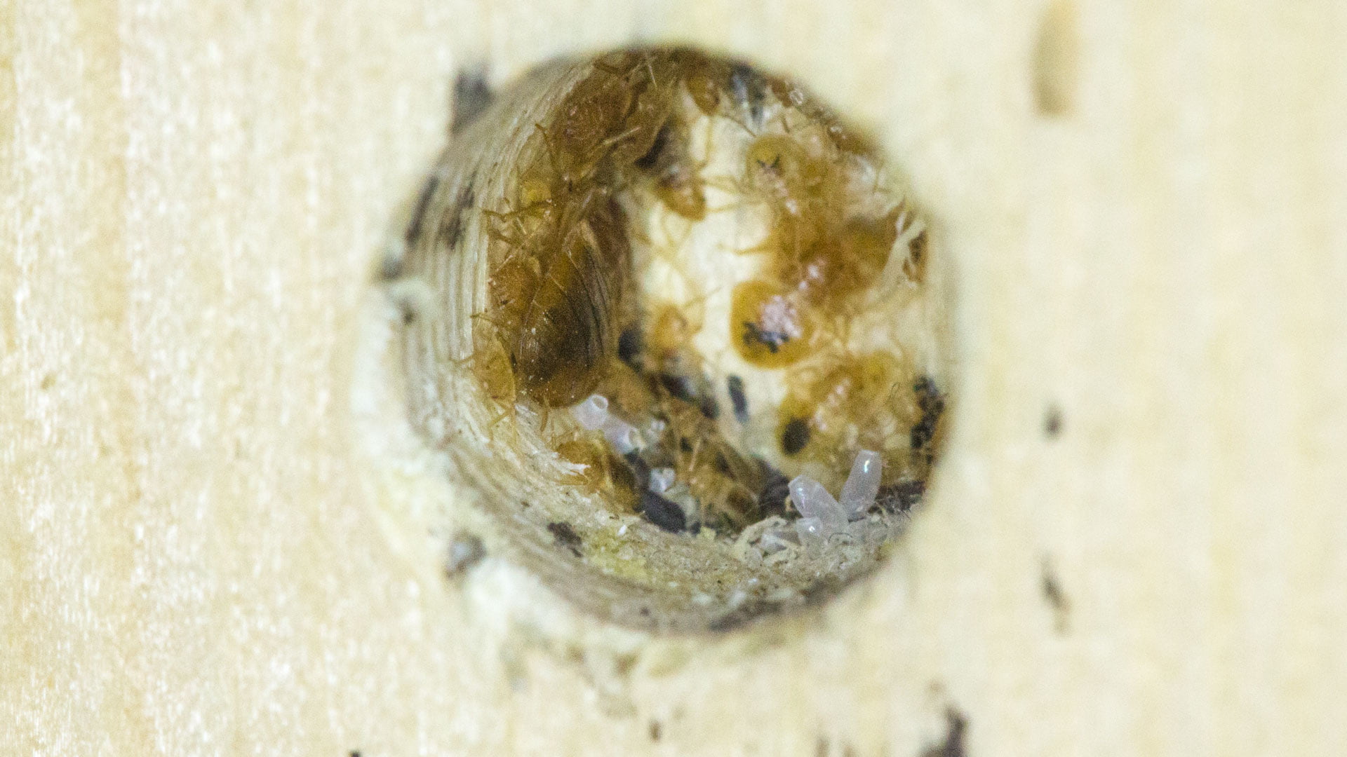 Bed Bugs Nest in a Small hole in bed frame